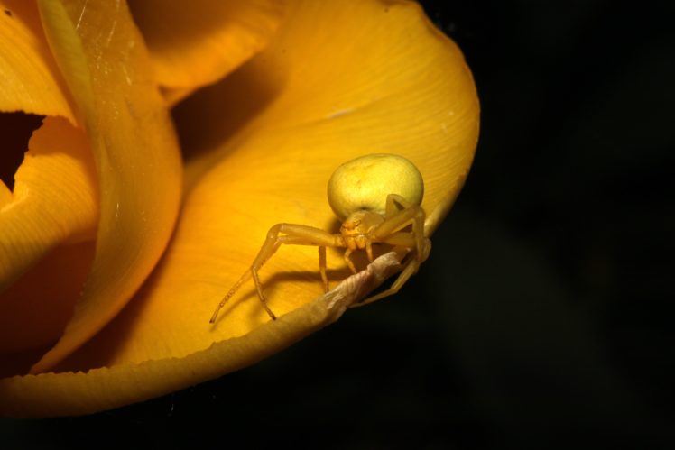 spider, Flower, Yellow, Macro HD Wallpaper Desktop Background