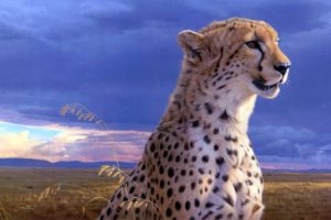 painting, Animal, Beauty, Cheetah, Art, Daniel, Smith