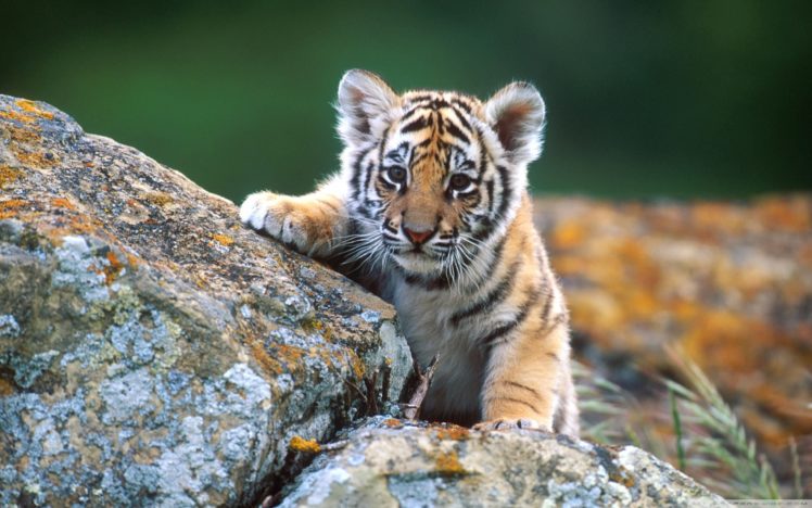 tiger, Cub HD Wallpaper Desktop Background