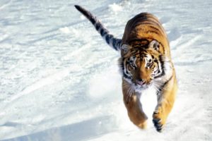 snow, Tiger