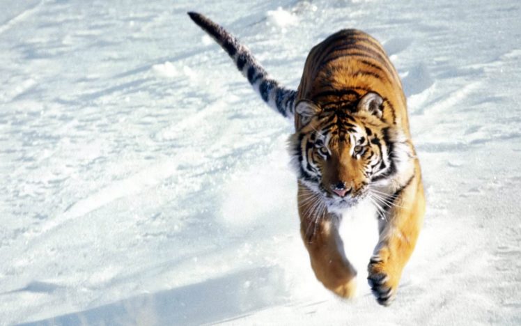 snow, Tiger HD Wallpaper Desktop Background