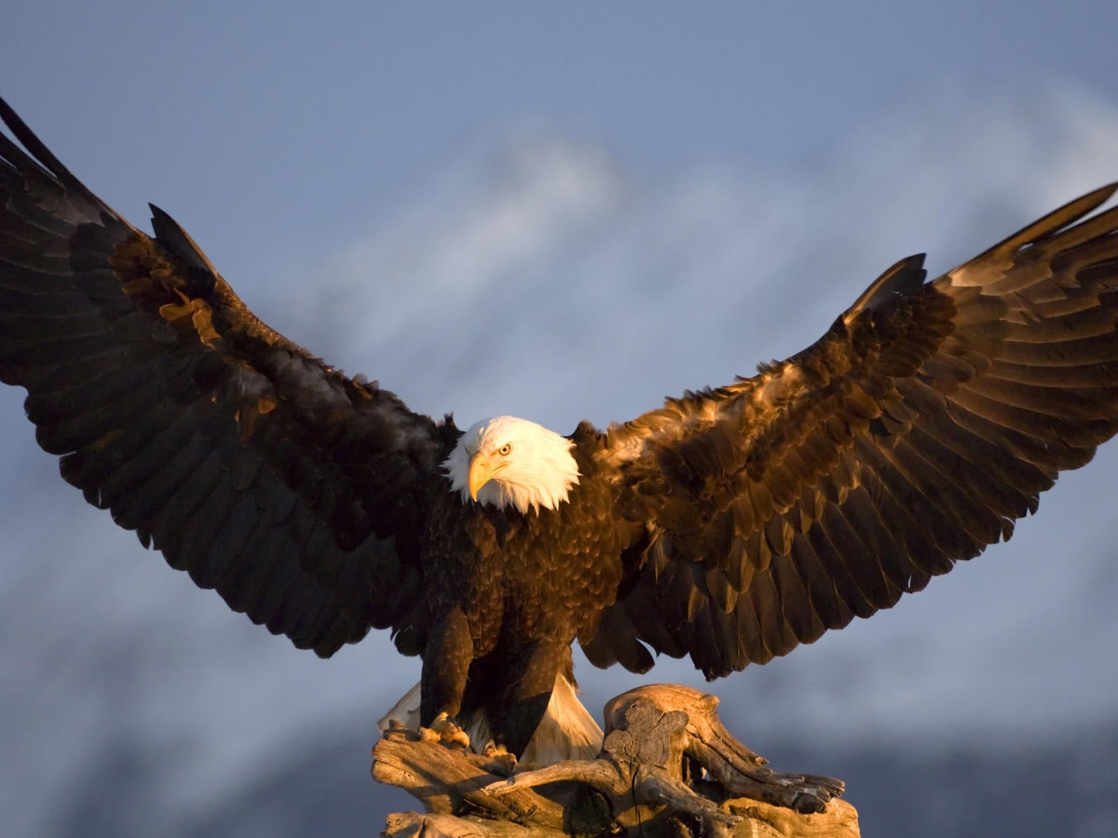 bald, Eagle Wallpapers HD / Desktop and Mobile Backgrounds