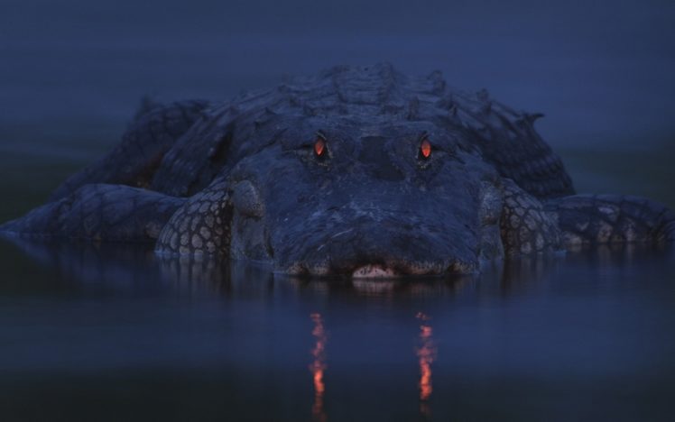 river, Twilight, Mickey, Crocodile, Alligator, Eyes HD Wallpaper Desktop Background