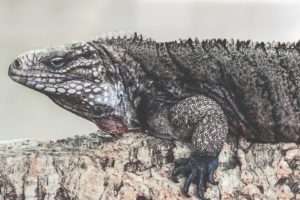 iguana, Reptil, Animales