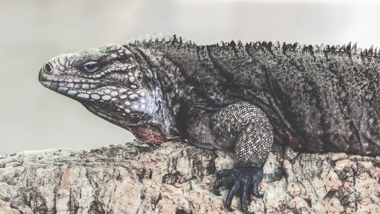 iguana, Reptil, Animales HD Wallpaper Desktop Background