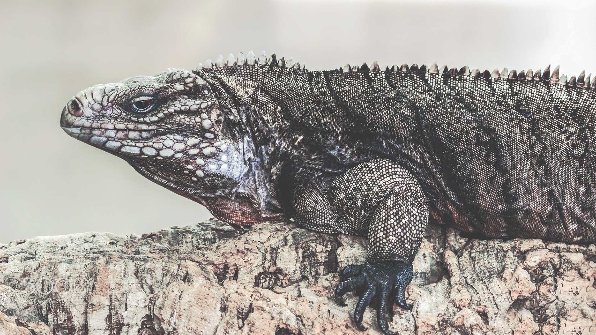 iguana, Reptil, Animales Wallpaper