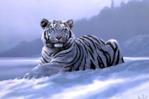white, Siberian, Tiger, Anima