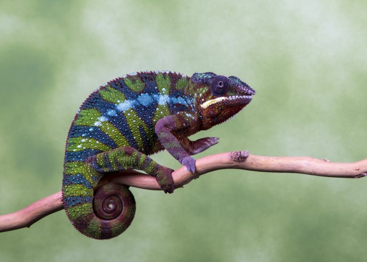 camaleon, Reptil, Animales HD Wallpaper Desktop Background