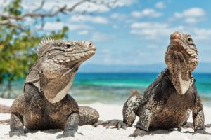 iguanas, Playa, Reptiles, Animales
