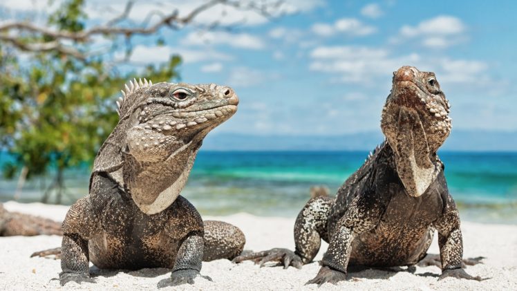 iguanas, Playa, Reptiles, Animales HD Wallpaper Desktop Background