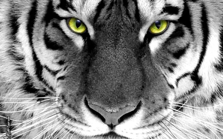 closeup, Animals, Tigers, Selective, Coloring HD Wallpaper Desktop Background
