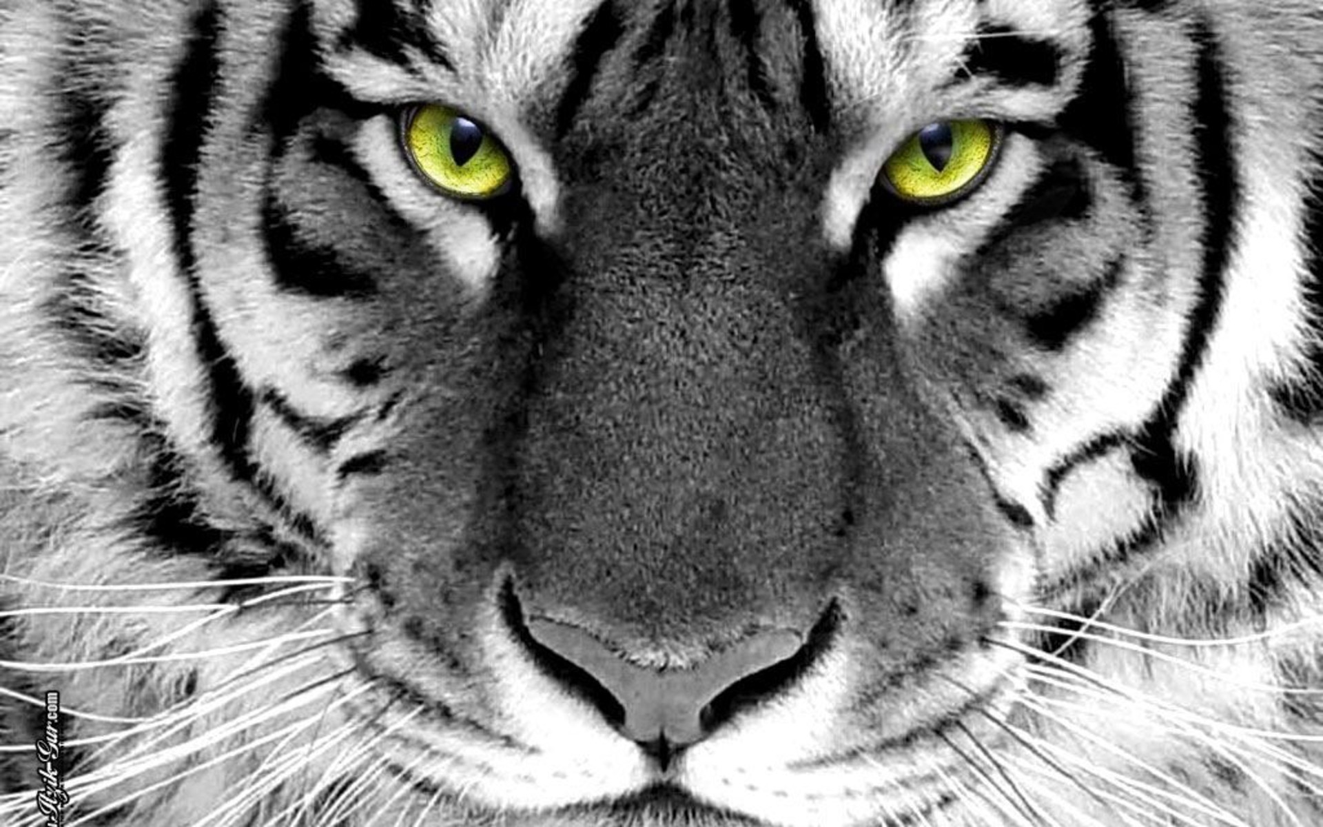 closeup, Animals, Tigers, Selective, Coloring Wallpaper