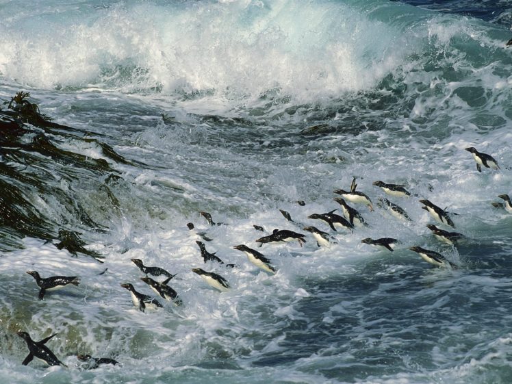 many, Penguins, Animals HD Wallpaper Desktop Background
