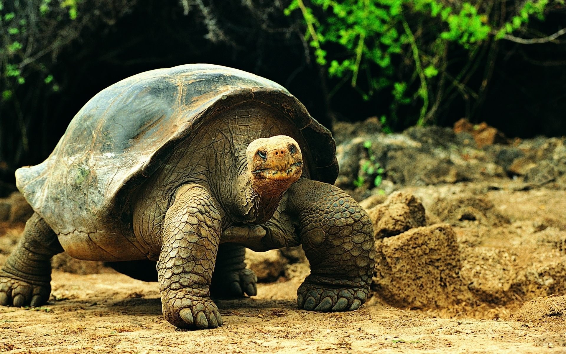 galapago, Tortuga, Gigante, Reptil Wallpapers HD / Desktop and Mobile