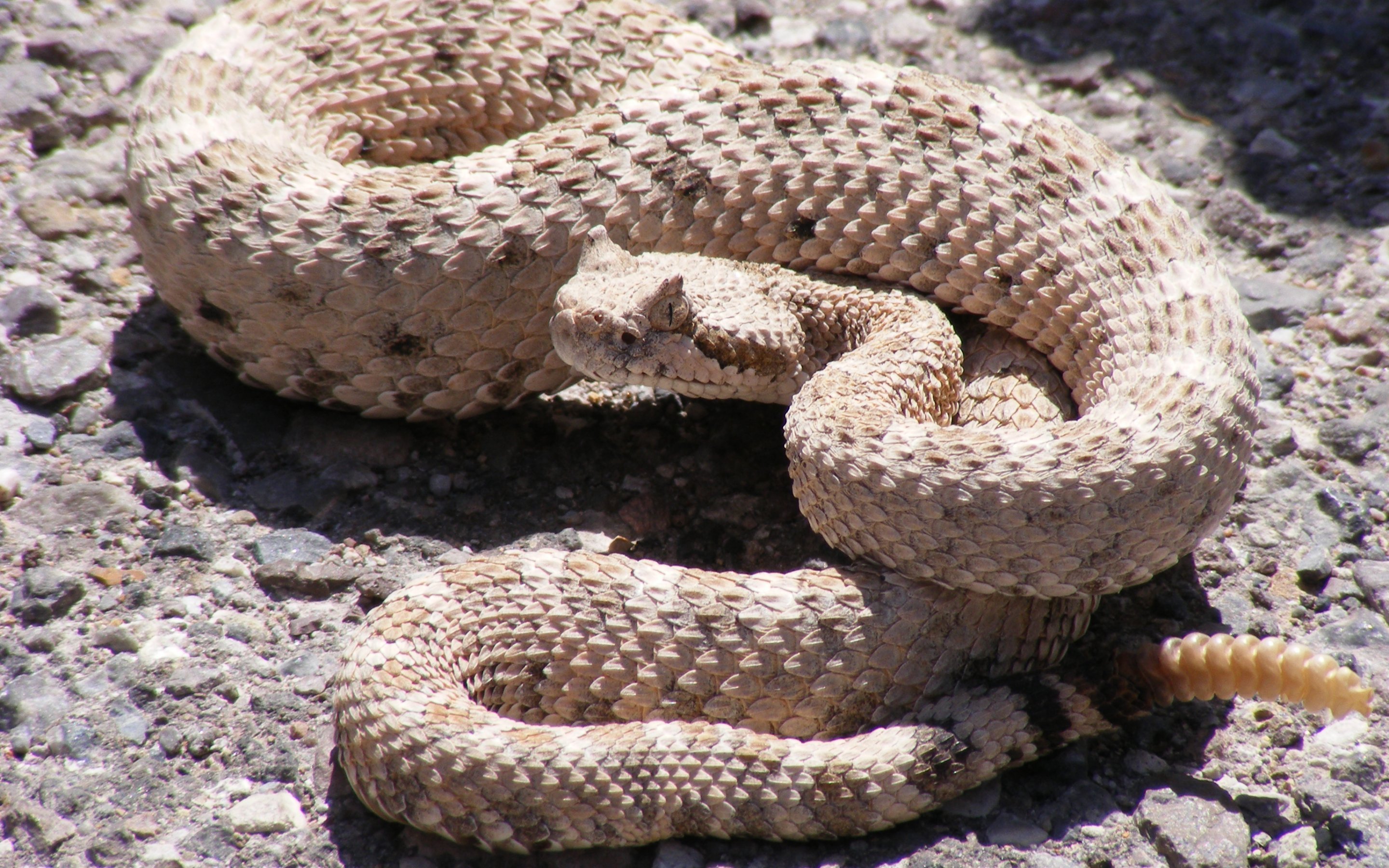 serpiente, Cascabel, Reptil Wallpaper