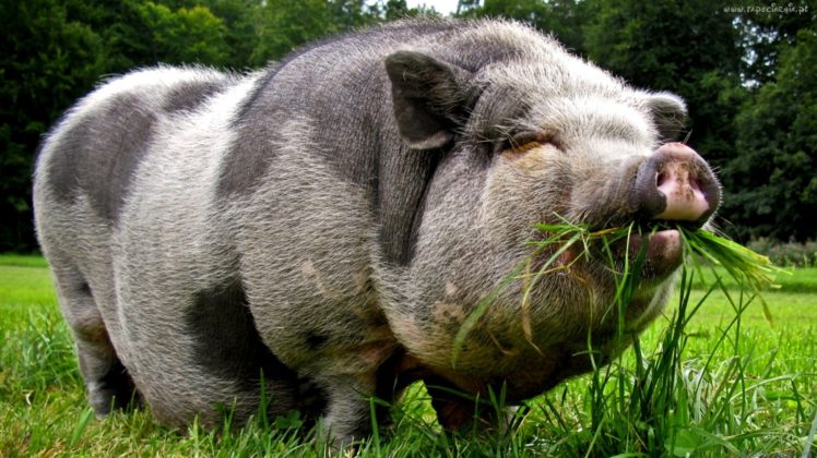 cerdo, Animal, Porcino HD Wallpaper Desktop Background