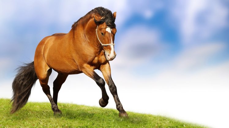 caballo, Carrera, Animal HD Wallpaper Desktop Background