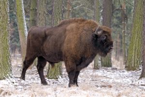 bisonte, Europeo, Animal, Mamifero