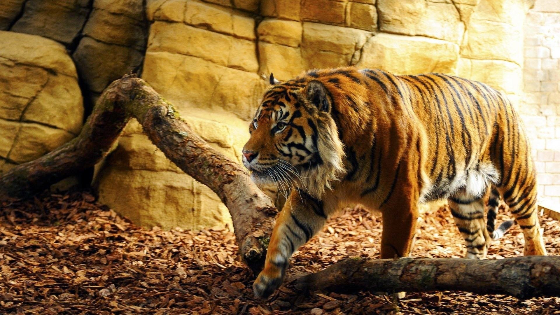 tigre, Bengala, Felino, Mamifero Wallpaper