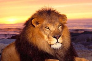 leon, Animal, Mamifero