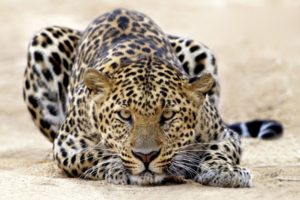 leopardo, Animal, Mamifero