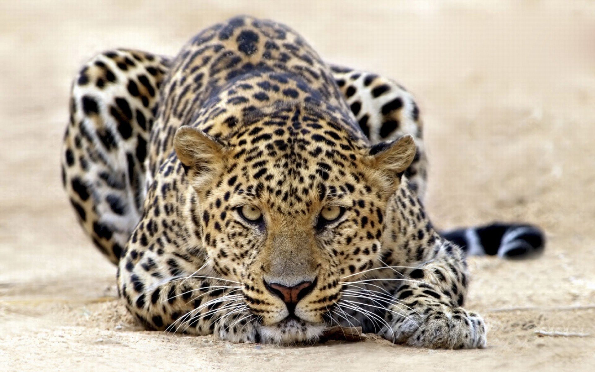 leopardo, Animal, Mamifero Wallpaper