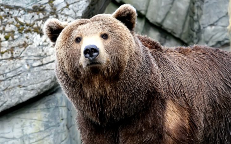 oso, Grizly, Animal, Mamifero HD Wallpaper Desktop Background