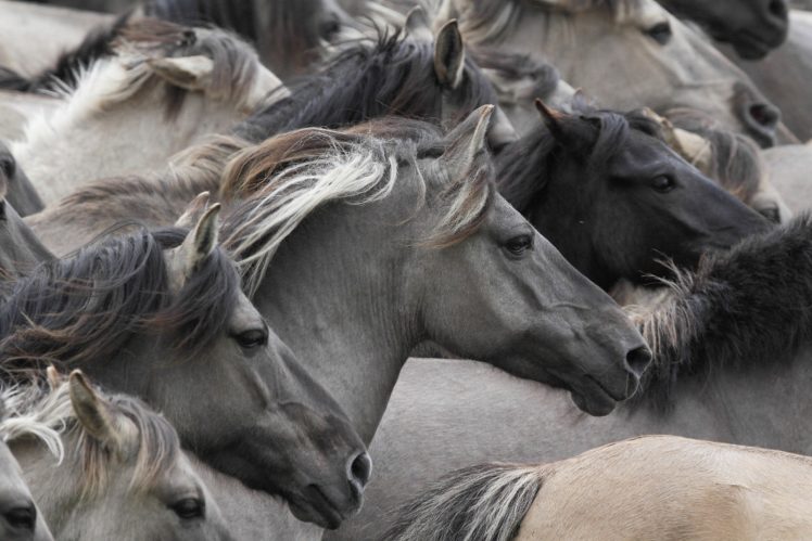 animals, Horse, Beautiful HD Wallpaper Desktop Background