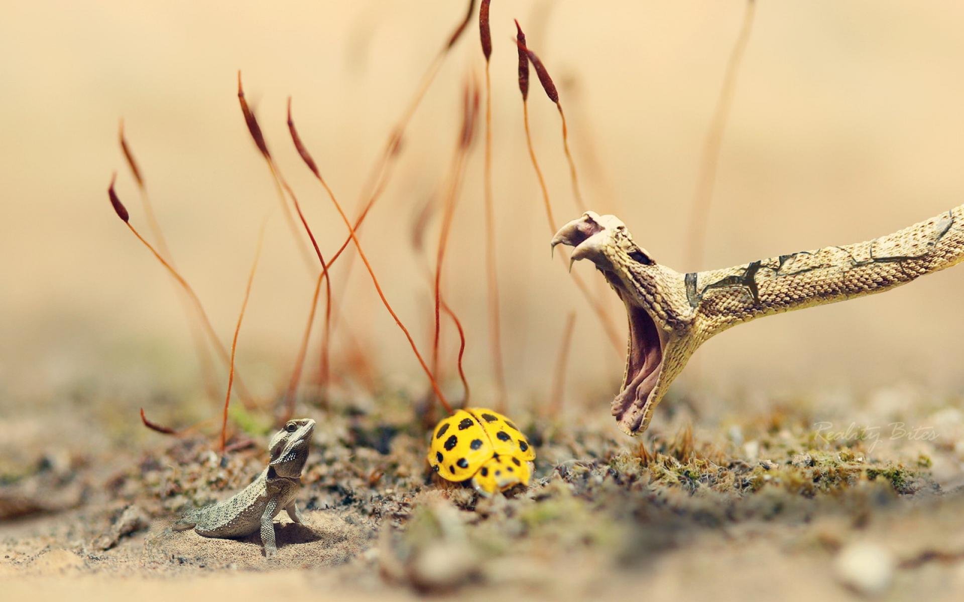 snake, Attac Wallpaper