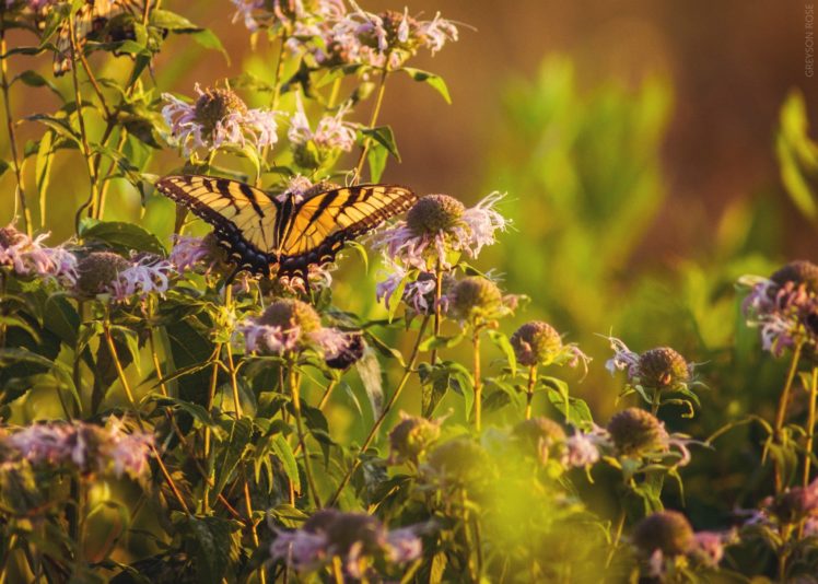 animals, Lepidoptera, Flowers, Plants HD Wallpaper Desktop Background