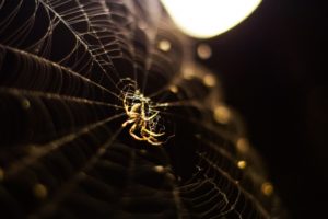 nature, Spider, Web