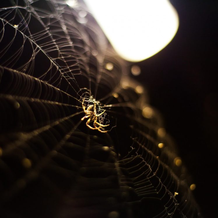 nature, Spider, Web HD Wallpaper Desktop Background
