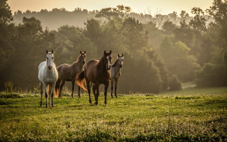 animal, Horse, Horses, Beautiful HD Wallpaper Desktop Background