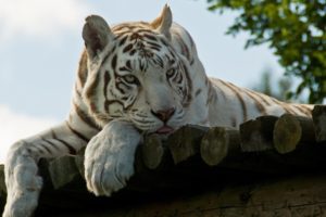 animals, Tigers, White, Tiger, Wood, Panels