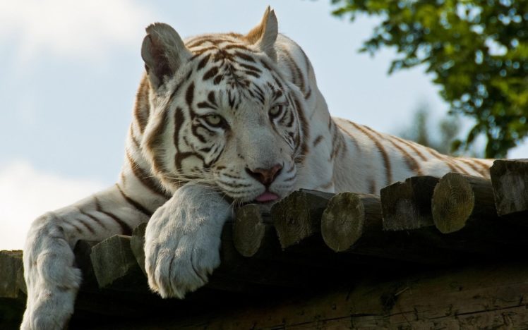 animals, Tigers, White, Tiger, Wood, Panels HD Wallpaper Desktop Background