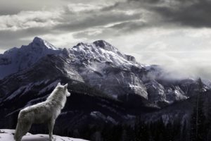 wolf, Mountain, Snow, Fog