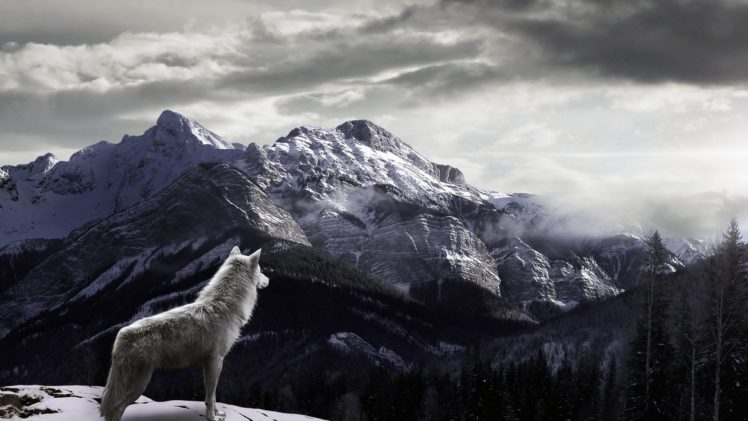 wolf, Mountain, Snow, Fog HD Wallpaper Desktop Background