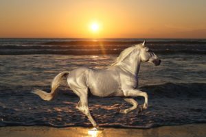 free, Horse, Beach, Sunset, Animal, Nature