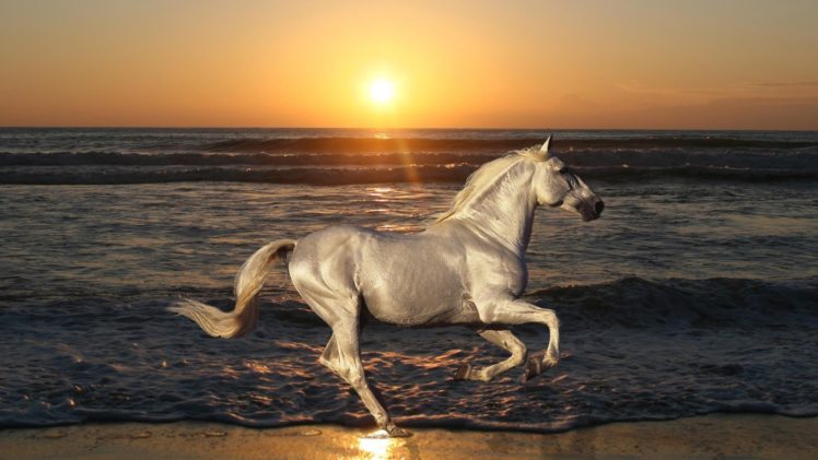 free, Horse, Beach, Sunset, Animal, Nature HD Wallpaper Desktop Background