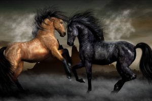black, And, Brown, Horse