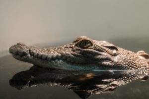 reptiles, Crocodiles, Reflection