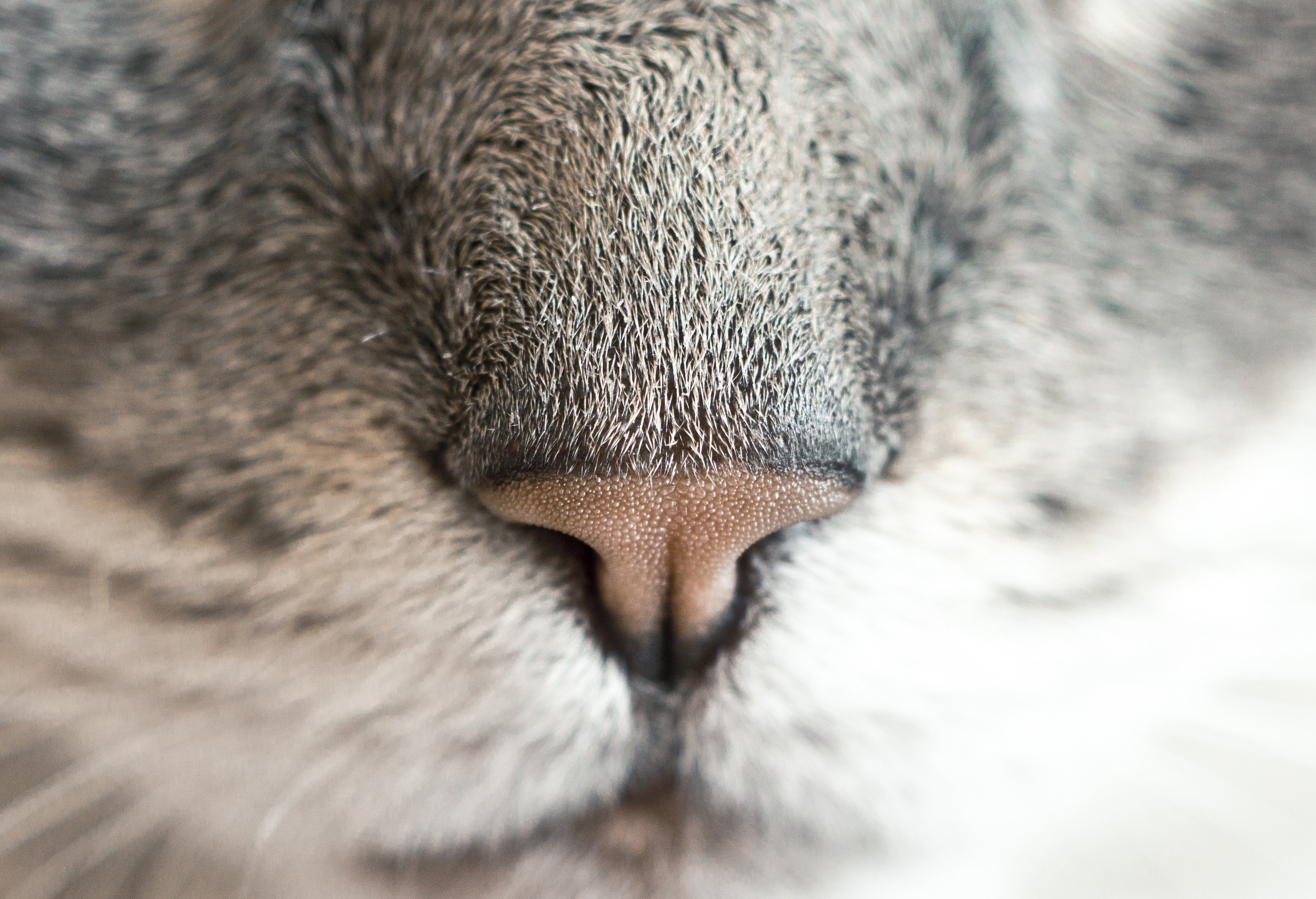 close to mouth rabbit 172 Wallpaper