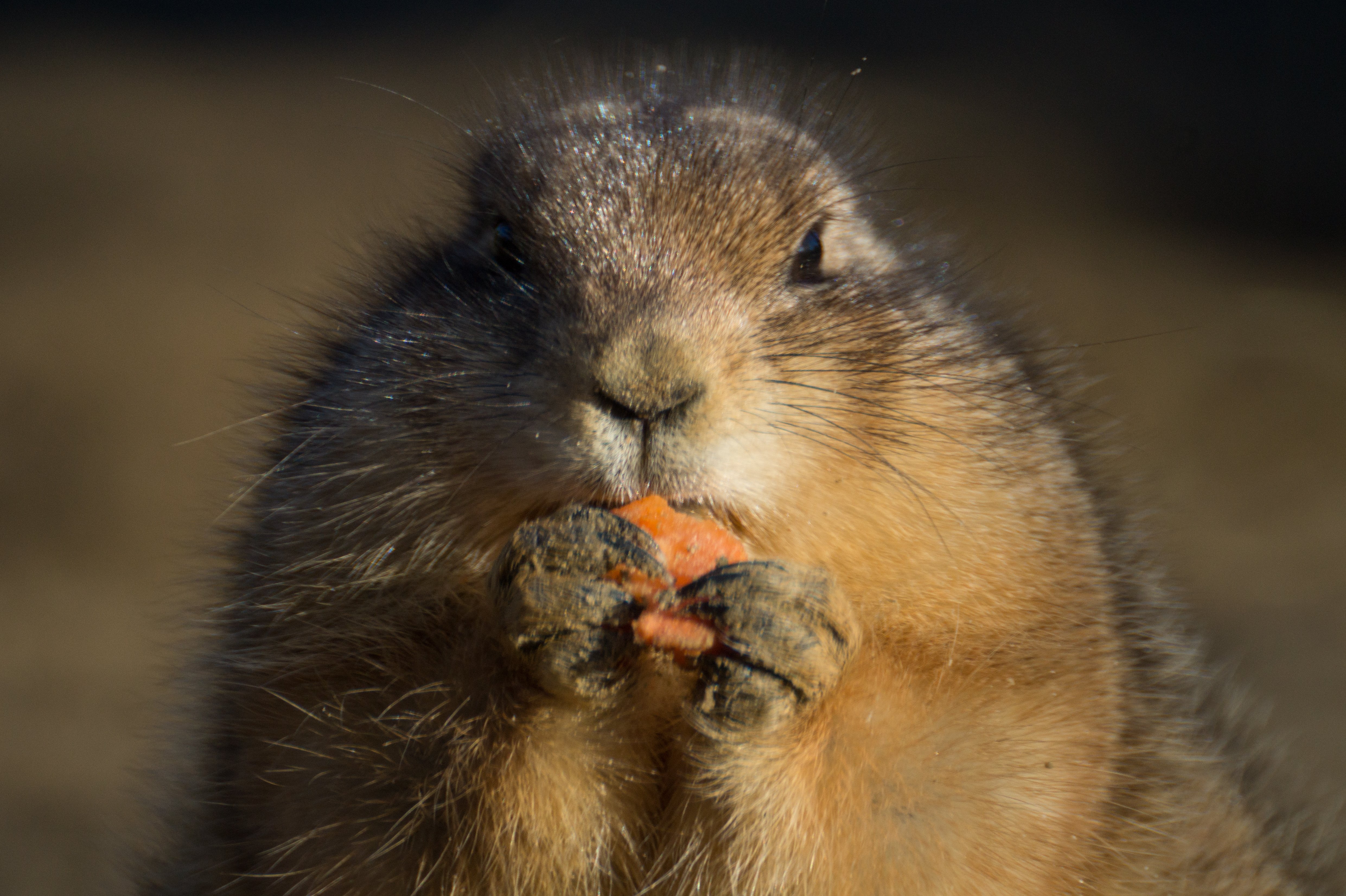 animal carrot eating 4245 Wallpaper