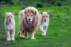 nature, Animals, Lions, Wildcat, White, Lions, Africa