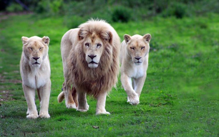 nature, Animals, Lions, Wildcat, White, Lions, Africa Wallpapers HD /  Desktop and Mobile Backgrounds