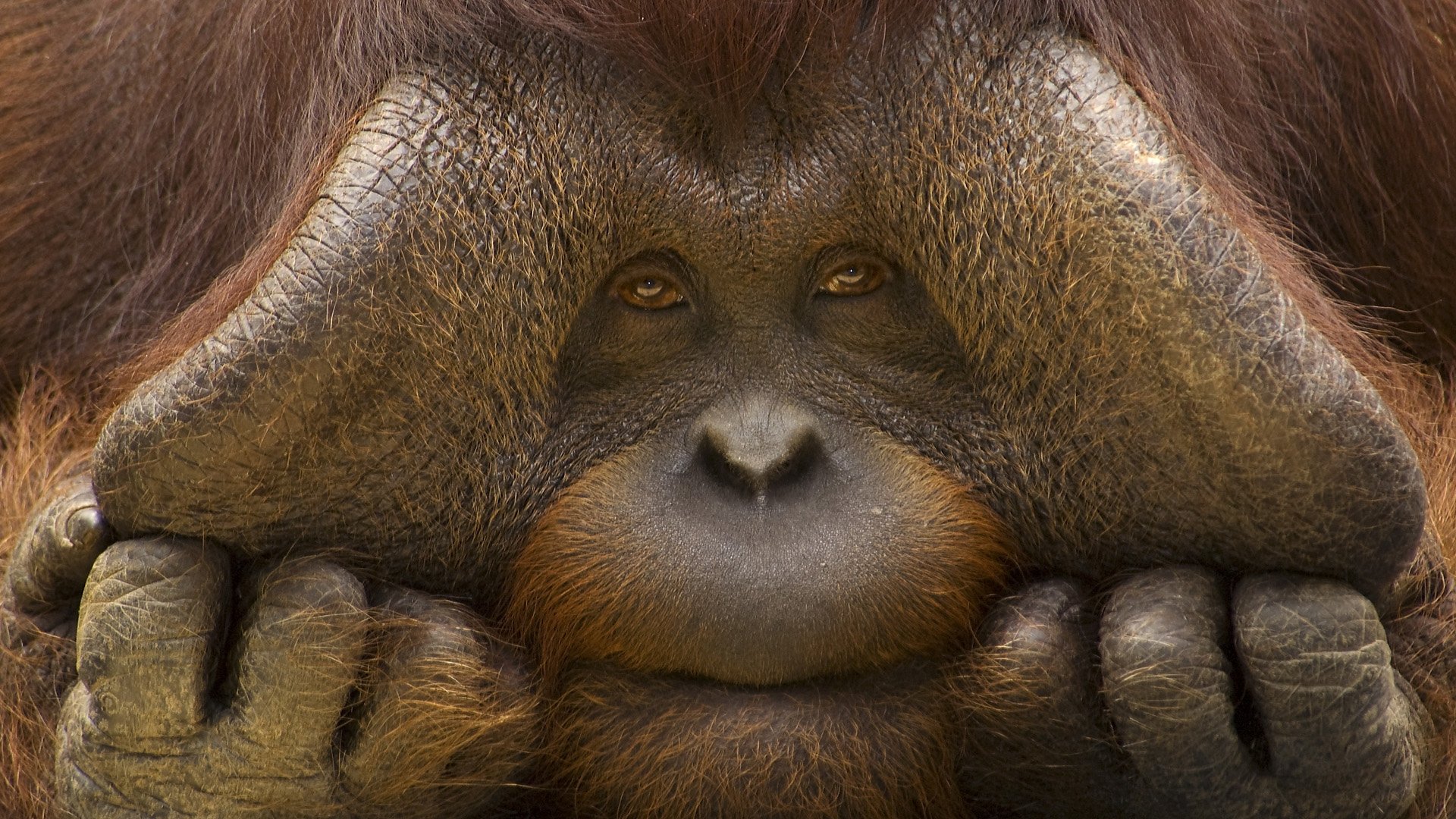 wall, Animals,  94 Wallpaper