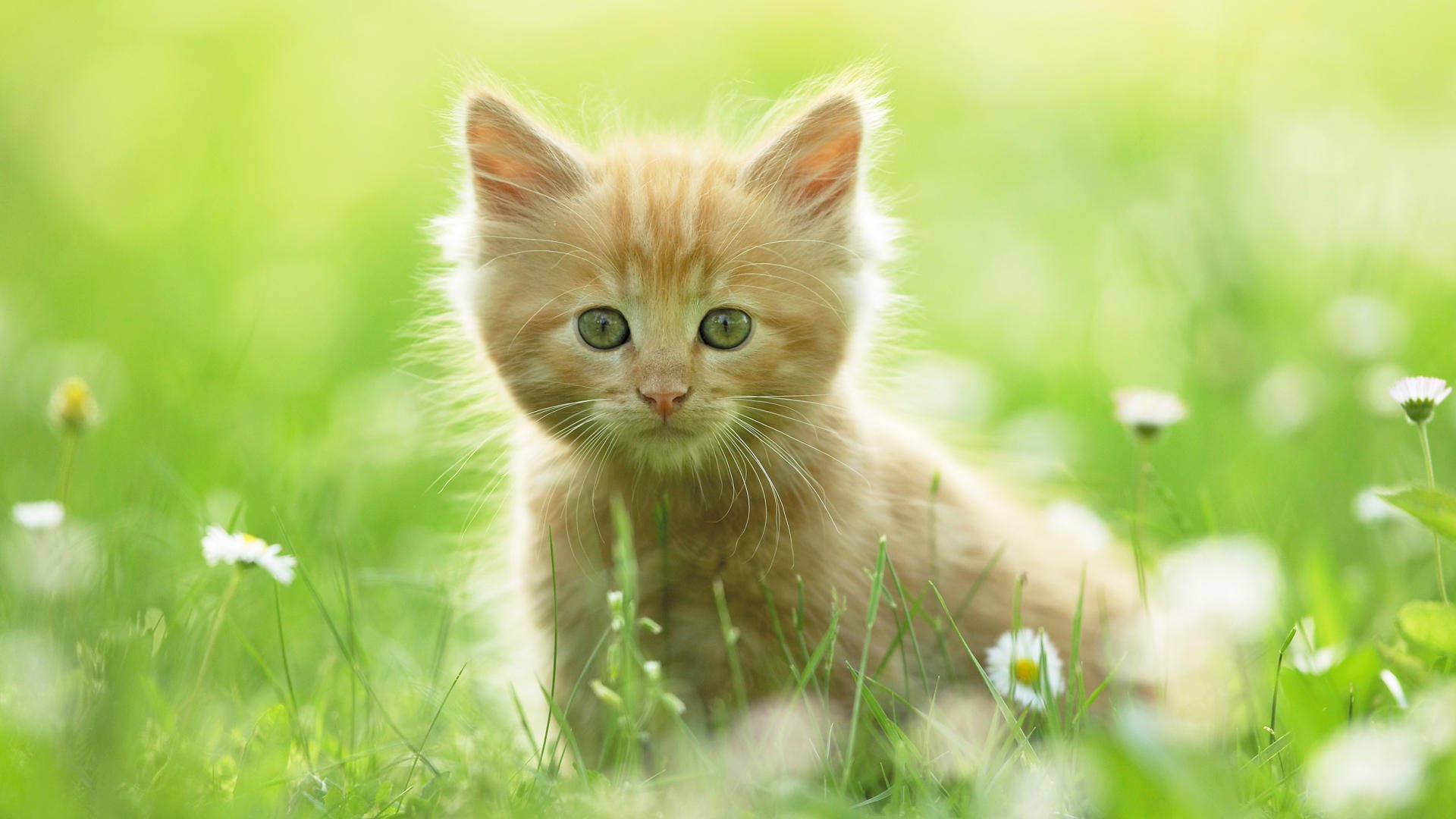 wall, Animals,  106 Wallpaper