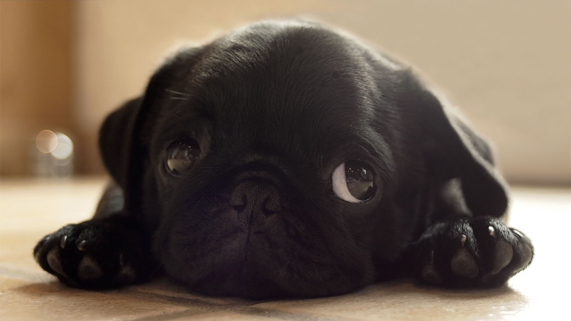 wall, Animals,  111 Wallpaper