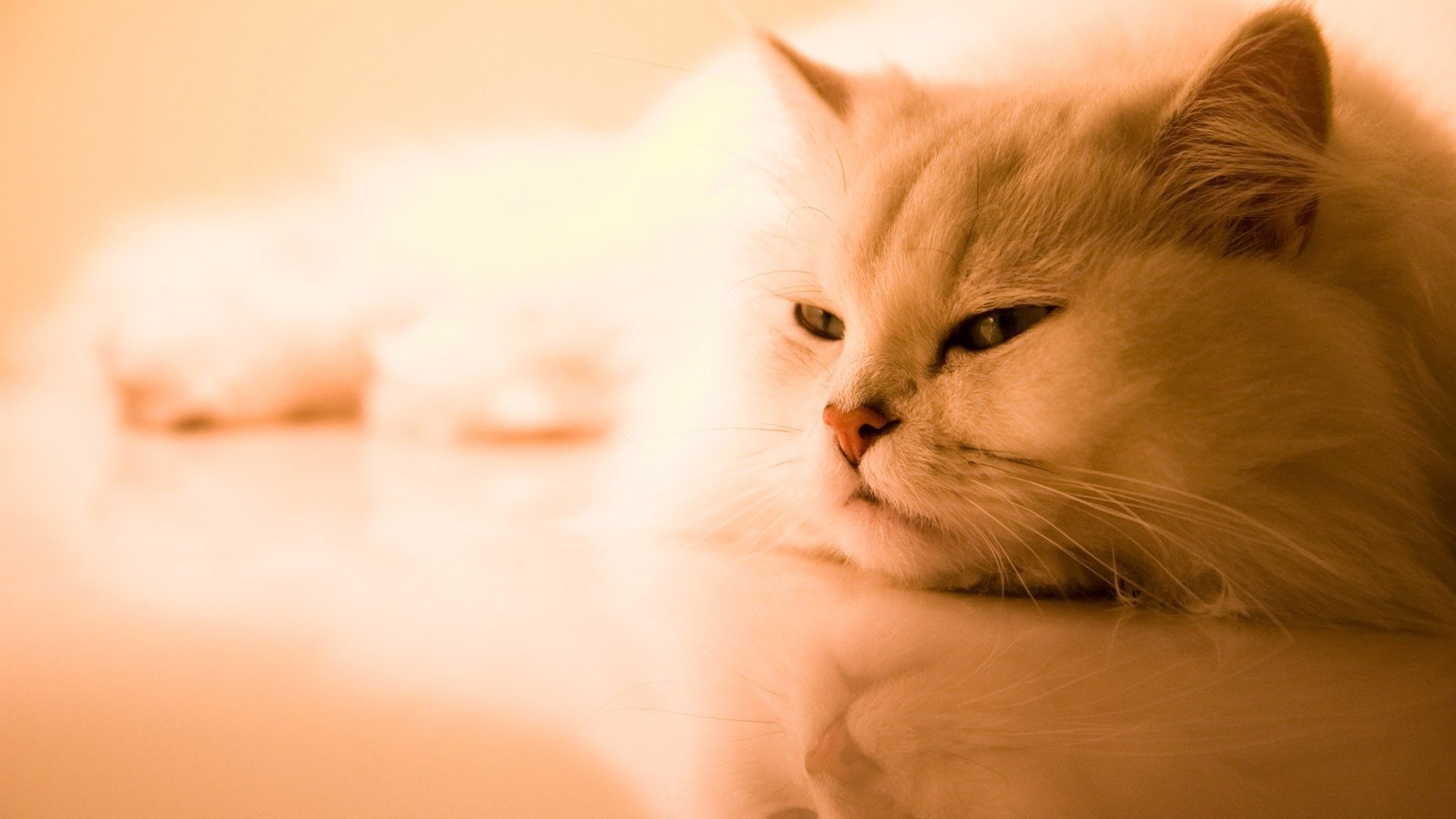 wall, Animals,  113 Wallpaper
