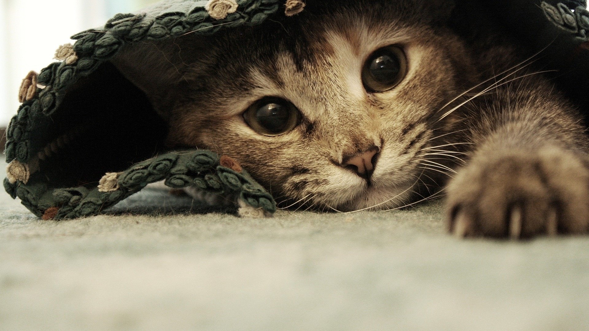 wall, Animals,  123 Wallpaper